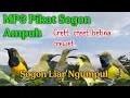 Download Lagu Creet..creet..creett sogon jantan \u0026 betina pikat ampuh bikin sogon liar ngumpul