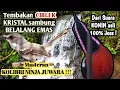 Download Lagu Masteran Konin nembak CILBEK sambung BELALANG EMAS