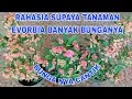 Download Lagu TERNYATA INI RAHASIA TANAMAN EVORBIA BANYAK BUNGANYA SEHAT DAN RIMBUN TERCEPAT. IKUTI YAA!