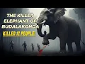 Download Lagu Het verhaal van de moordlustige olifant die 12 mensen doodde!