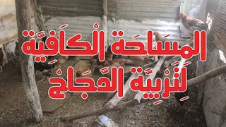 تربية الدجاج البياض ماهي المساحة الكافية لتربية الدجاج 