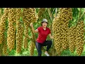 Download Lagu Harvest 1000+kg Of Huong Chi Longan To Sell At The Market, Picking Lots Of Lychees On The Hill