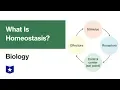 What Is Homeostasis Biology