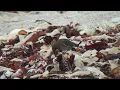 Download Lagu Pipit maritime (Anthus p. petrosus) European Rock Pipit