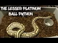The Lesser Platinum Ball Python