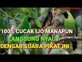SUARA PIKAT CUCAK IJO//100% DIJAMIN NYAUT LANGSUNG KEJAR PIKATAN