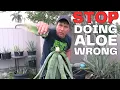 Download Lagu How to Easily Harvest, Prepare \u0026 Eat Aloe Vera the Right Way