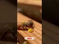 Download Lagu Amazing Facts and Information about the honeybee\