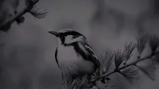 نشيد هكذا تسجن الدنيا ومن فيها 