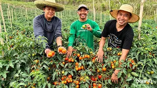 Kamatis Hitik sa Bunga Kahit Tag-Init! Ito ang Diskarte ng Expert