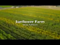 #Sunflower Farm 4K || Gilroy, CA || California Bay Area || Over the Sky || #DDLJ || USA