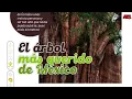 "Mexico's Most Beloved Tree" 3rd Grade Multiple Languages ​​(Audiobook) (New Books)