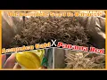Acapulco Gold x Panama Red The Complete Seed to Harvest