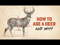 Whitetail Deer Growth Maturity How To Age A Buck