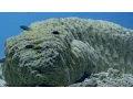 Seeking shelter up a sea cucumber s bottom - World s Weirdest Events Episode 5