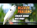 Download Lagu Make your canary chirp instantly with our best canary chirp trainer - TRY IT ❗