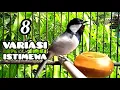 Download Lagu gelatik batu gacor 8 variasi. gelatik batu gacor. glatik ngerol untuk pancingan gelatik batu