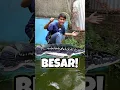 Download Lagu INI TOMAN TERBESAR YANG AKU PELIHARA DENGAN USIA 10 TAHUN