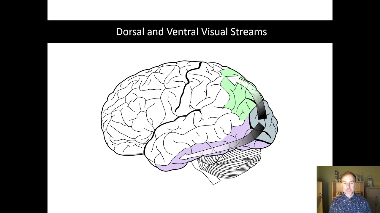Dorsal and Ventral Visual Steams