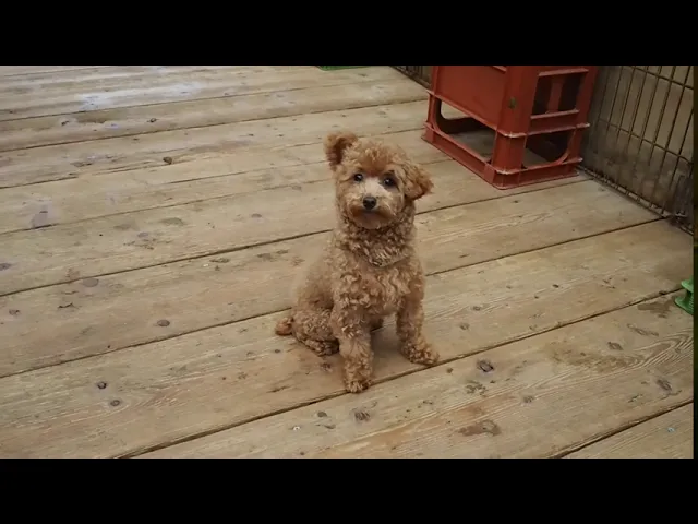 動画