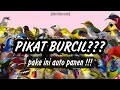 Download Lagu Suara Pikat Burung Kecil Ribut Paling Ampuh || Pikat Burcil Ampuh