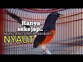 Download Lagu MURAI BATU GACOR Ampuh buat PANCINGAN MURAI biar lawan EMOSI jadi NYAUT BUNYI GACOR BONGKAR ISIAN 