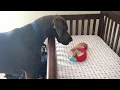 Download Lagu Big Dog Can't Hold Back His Emotion At First Meeting His Baby Sister❤️