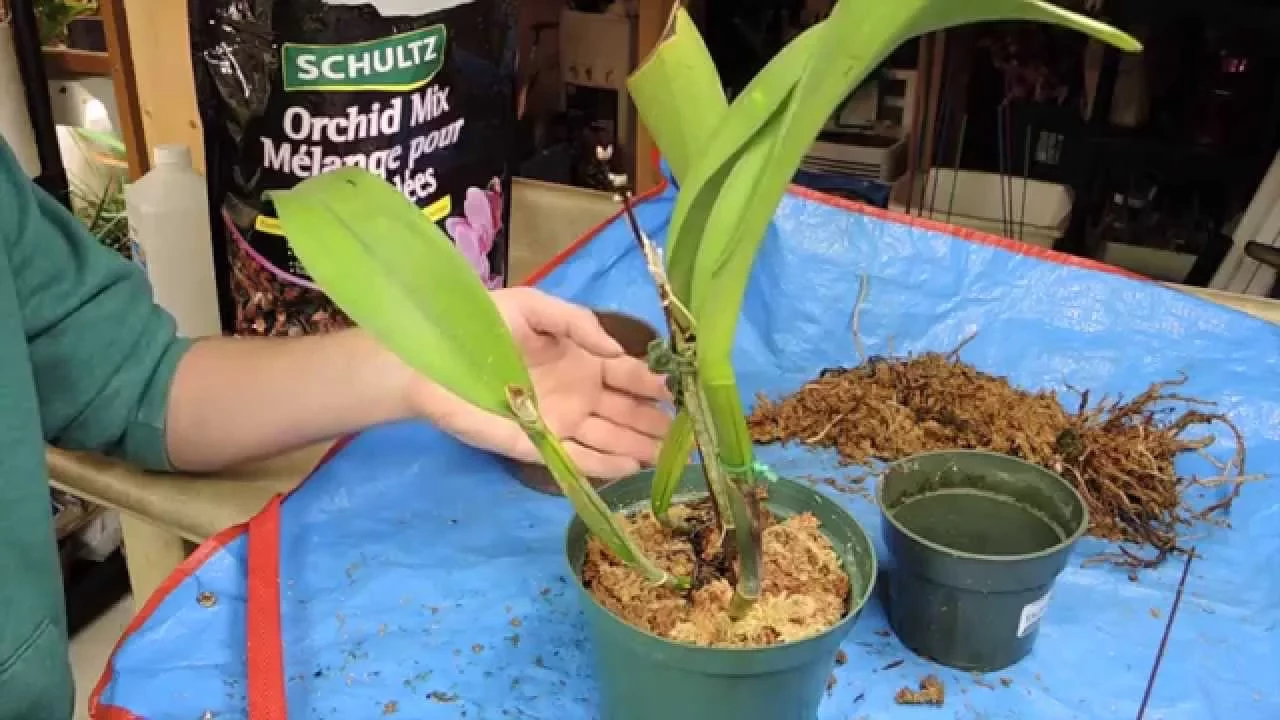 DISCOUNT CATTLEYA ORCHID RESCUE
