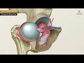 Obturator Artery Anatomy Animation - Origin Course Branches supply and Clinical anatomy
