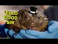 Download Lagu Connor Gives Georgie The Frog A British Accent