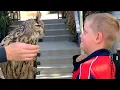 Download Lagu Superb Owls! 🦉| BEST Compilation of Amazing OWLS
