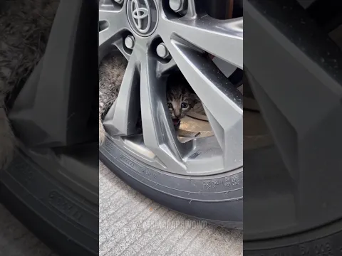 freeing a kitty stuck in our wheel