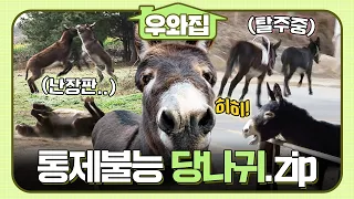 [#동물농장] 이리 튀고 저리 튀는 당나귀.zip #우와비
