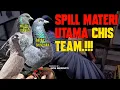 Download Lagu SUPER MEWAH MATERI TERNAK CHIS TEAM‼️