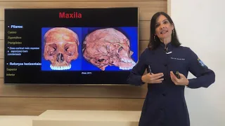 Anatomia do Viscerocrânio com ênfase na maxila