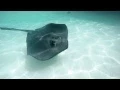 Download Lagu STINGRAY ATTACK - 4K