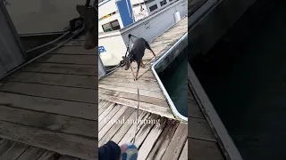Good morning. Hope you have a great day ! #Fyp #dream #pets #doberman #boat