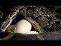 African Rock Python Lays Massive Clutch of Eggs