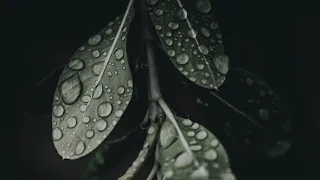 سورة الكهف القارئ صلاح الباجي 