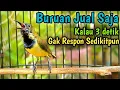 Download Lagu SOGON TROTOL NGERIWIK LANGSUNG GACOR NGKLEPER NEMBAK PANJANG DENGAR PANCINGAN INI]
