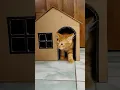 Download Lagu rumah kucing dari kardus bekas #rumahkucing #kardusbekas #kreasi #diy #shorts