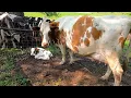 Download Lagu Milking Cows During The Summer! The Best Time Of Year To Milk Cows!