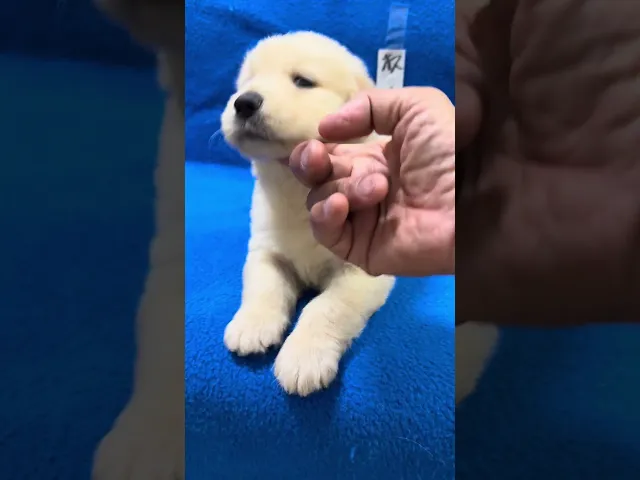 動画