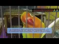 Download Lagu Love bird betina fighter durasi 1 menit up
