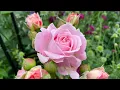 Download Lagu 11 roses Kordes Parfuma collection  | Summer 2025 update | Very fragrant roses 🌹