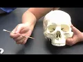 Axial Skeleton Anatomy Review Practical Exam Guide Skull Thoracic Cage Vertebrae