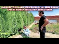 Download Lagu LAGI-LAGI AYAM BERTELUR SEMBARANGAN DI SEMAK-SEMAK HALAMAN RUMAH. 🥚🥚🥚