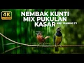 Lagu 🔴 Live Cucak Cungkok Super Gacor Isian Kunti vs Tepus Kepala Abu Abu Nembak Kasar
