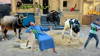 لما ابوك يشتغل في مزرعة عجول وجموس علاء حسين 