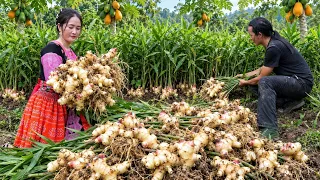 Living in the Forest, Harvesting Fresh Ginger | Vang Hoa & Zon